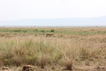 camouflaged lion in the African jungle