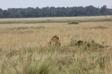 Fototapeta na wymiar beautiful picture of a male lion 