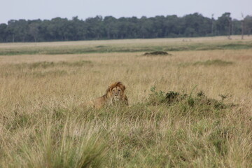 lion king of the jungle