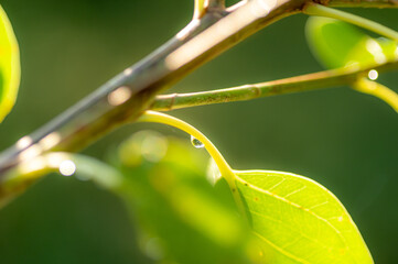雨露に濡れる新緑の木