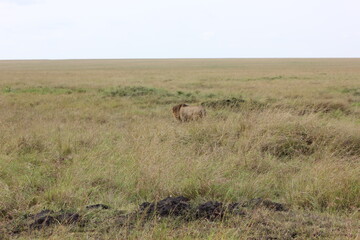 Fototapeta na wymiar lion going for a hunt