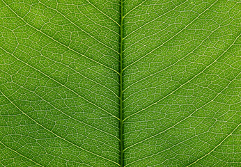 close up green leaf of golden shower ( Cassia fistula L.)