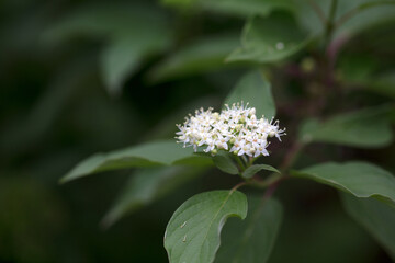 The small white flowers blooming in red wood
