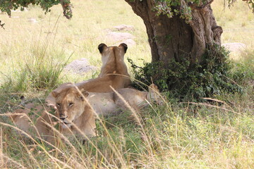 lioness and cubs