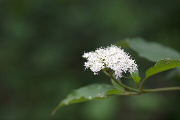 Red dogwood flowers close-up