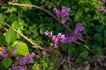 ムラサキカタバミの花