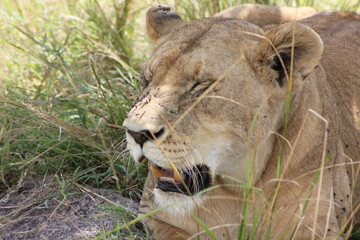 lion resting after a hunt