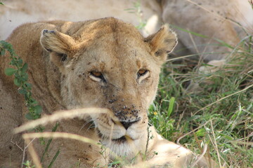 closeup of a lioness