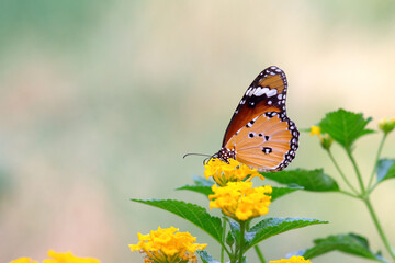 Danaus chrysippus, also known as the plain tiger, African queen, or African monarch, is a medium-sized butterfly widespread in Asia, Australia and Africa. It belongs to the Danainae  