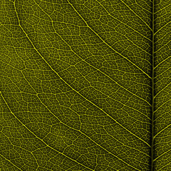 vein of yellow leaf texture