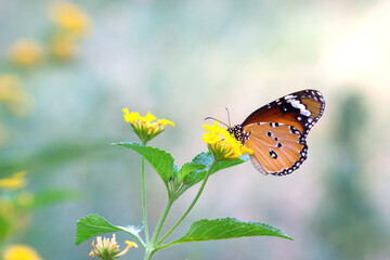 Danaus chrysippus, also known as the plain tiger, African queen, or African monarch, is a medium-sized butterfly widespread in Asia, Australia and Africa. It belongs to the Danainae  