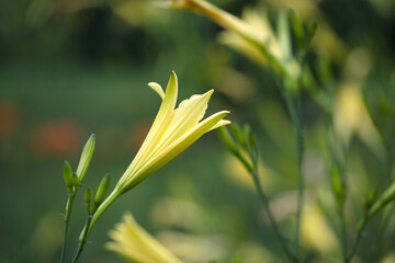 Ripe daylily