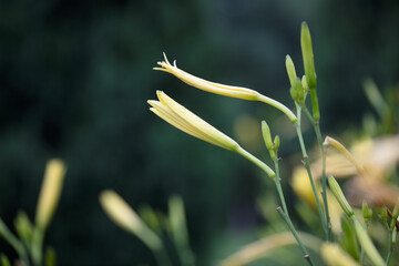 Fresh day lily on the branch of the vegetable field