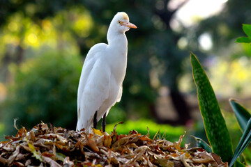 The cattle egret is a cosmopolitan species of heron found in the tropics, subtropics, and...