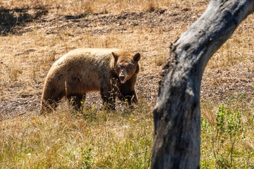 Black bear on Yellow Grass Hill