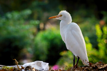 The cattle egret is a cosmopolitan species of heron found in the tropics, subtropics, and warm-temperate zones. It is the only member of the monotypic genus Bubulcus, although some authorities regard 