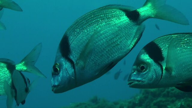 Two-banded sea bream (Diplodus vulgaris) close up underwater in the Mediterranean sea