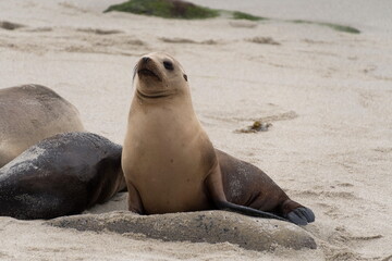 Group of sea lions socializing near La Jolla Cove