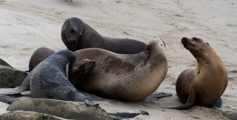 Fototapeta premium Group of sea lions socializing near La Jolla Cove