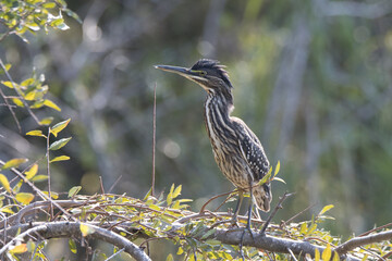 Kruger National Park: Birds Green-backed Heron