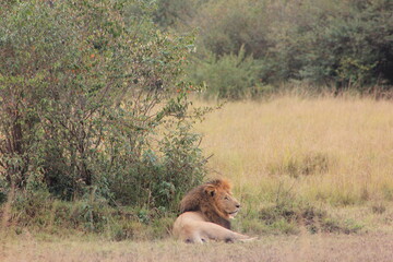 Plakat a lion gracefully sitting near a bush in the African jungle