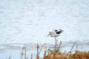 American avocet hunting in Bombay Hook National Wildlife Refuge.Delaware.USA