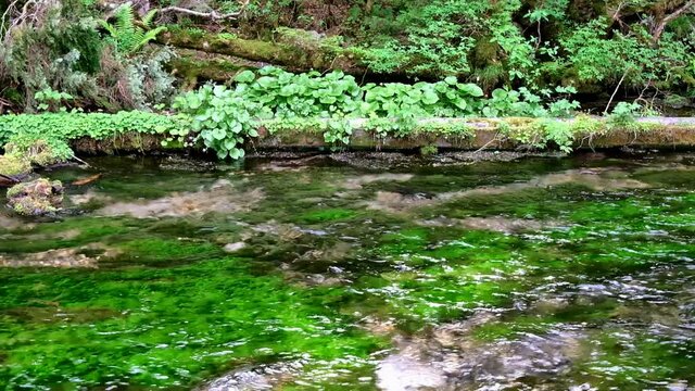 透明な川の流れ、天然のワサビ、清水川上高地