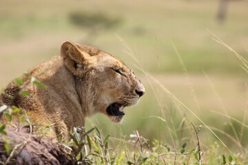 Obraz premium exhausted lioness 