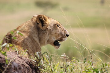closeup of a lioness