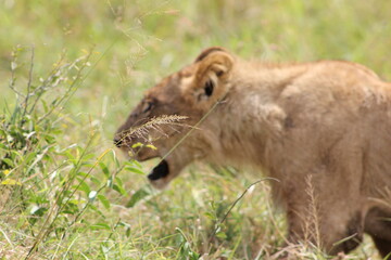 lion in the grass