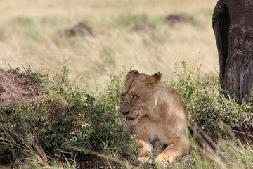 a lioness sitting with its tongue sticking out