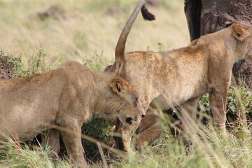 a lions tail curled right up in the air