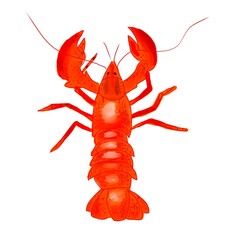 lobster isolated on white