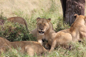 a group of lionesses sitting in the African jungle