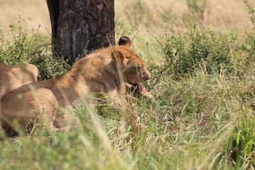 a lioness resting peacefully on the grassy ground