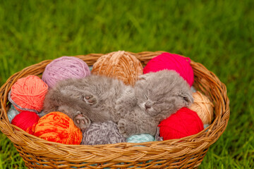 A small fluffy kitten sleeps in a basket with balls of wool