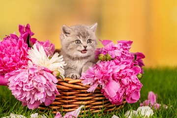 Small gray kitten sitting in a wicker basket with peonies on green grass