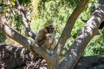 Gibbon Resting on Tree Branch