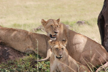 wo lionesses close to the each other