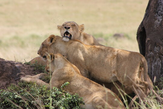 a special picture of lionesses closely knit