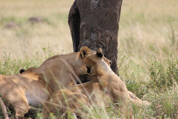 a couple of lionesses cuddling each other