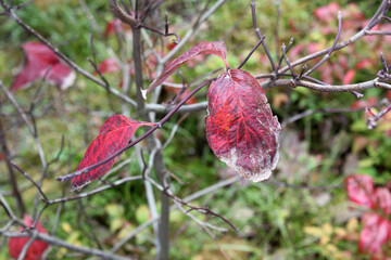 今にも落ちそうな赤い枯れ葉