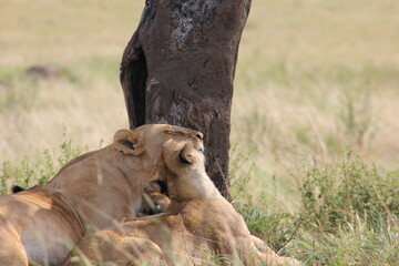 two lionesses cuddling up in the African jungle
