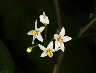 There are white Solanum nigrum blooming on a black background