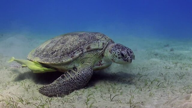 Wide angle shot of green sea turtle (Chelonia mydas) feeding on sea grass