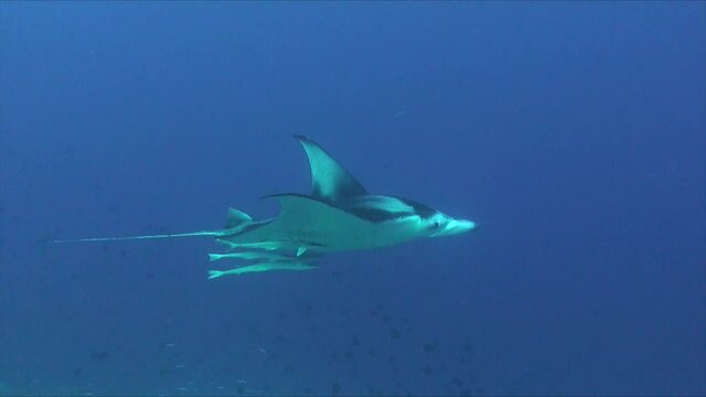 Manta Ray swimming over coral reef in Palau Island