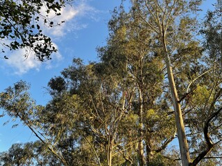trees in the forest