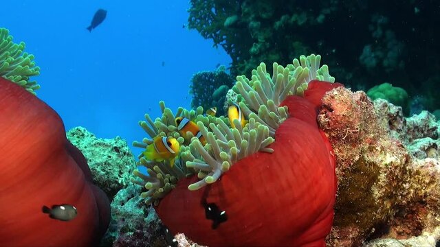 Red Sea clownfish (Amphiprion bicinctus) in two red sea anemones wide angle shot