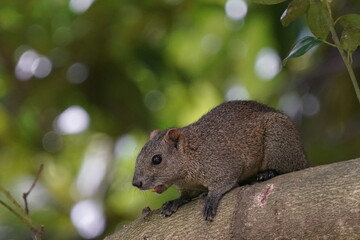 Naklejka na ściany i meble squirrel on the branch
