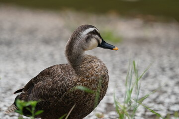 spot billed duck in the forest